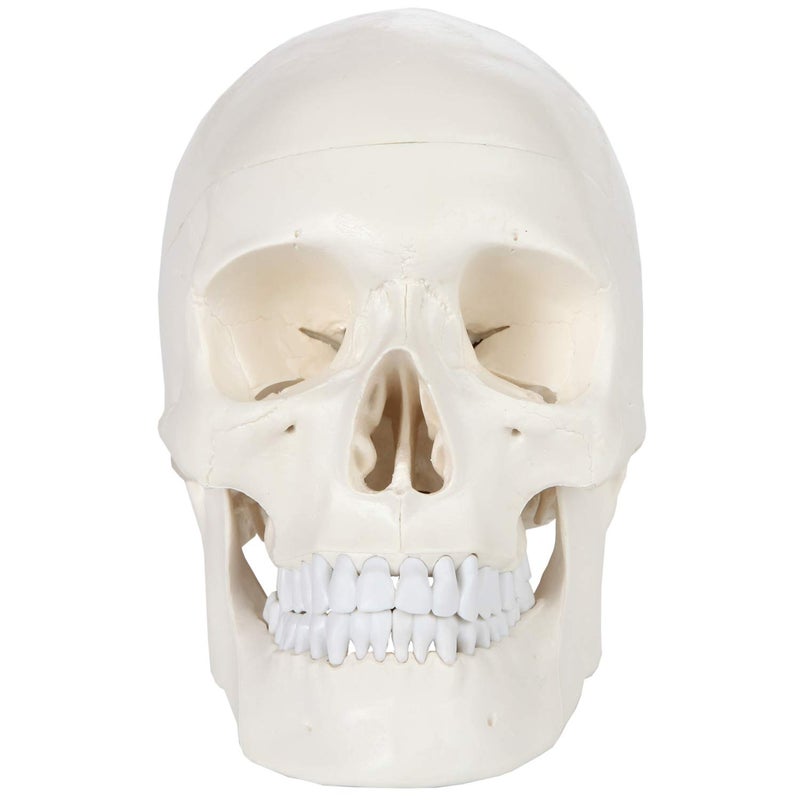 Axis Scientific Human Skull Model for Anatomy Life Size, 3-Part Anatomy Skull Includes Skull Cap with External and Interior Structures, Includes Detailed Product Manual, Skull for Anatomy - Image 4